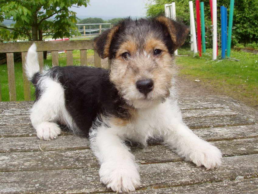 Wire Fox Terrier Breeders