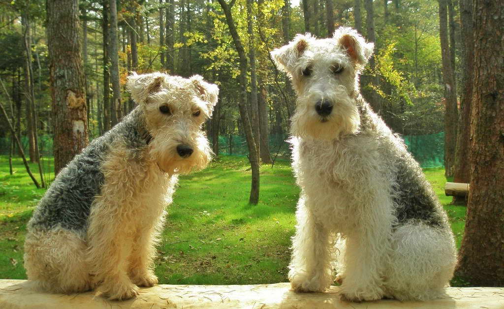 Wire Fox Terrier Mix