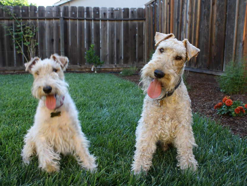 Wire Fox Terrier Rescue Midwest