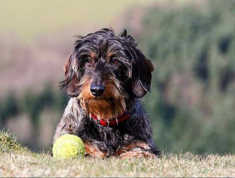 wire haired terrier breeds