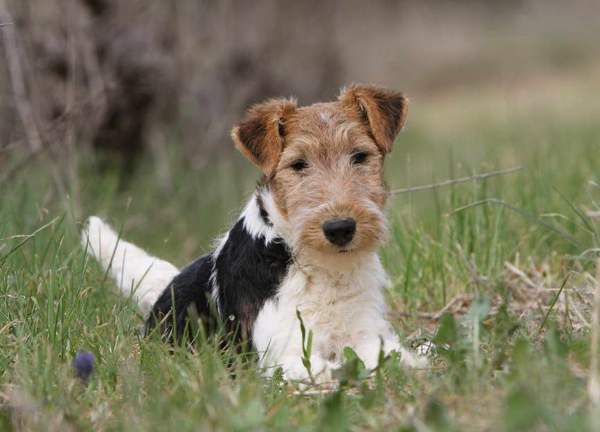 Wirehaired Fox Terrier For Sale