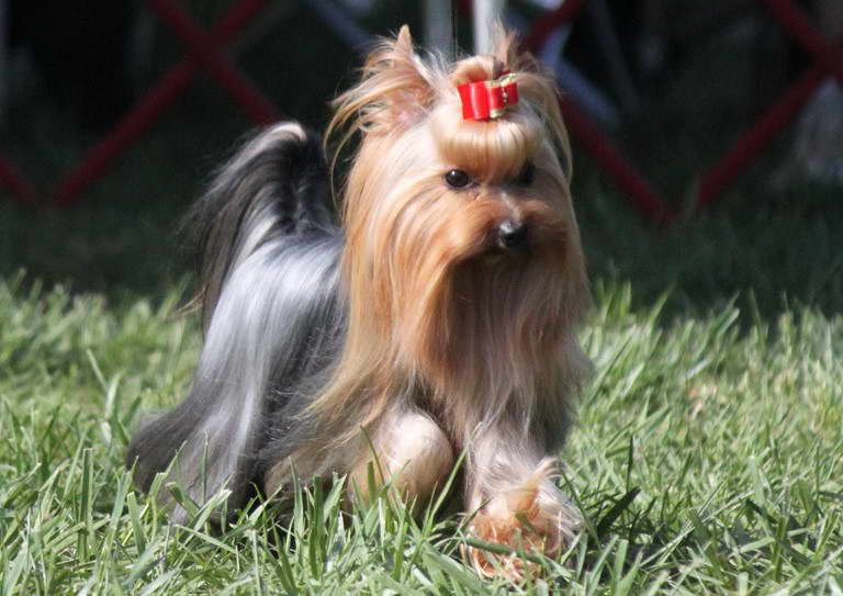 Yorkshire Terrier Colors Blue & Gold