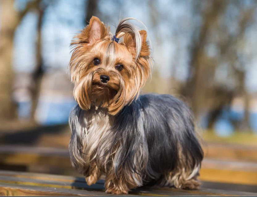 Yorkshire Terrier Colors Blue & Tan