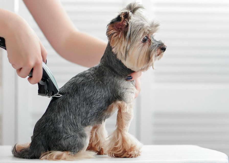 yorkshire terrier grooming