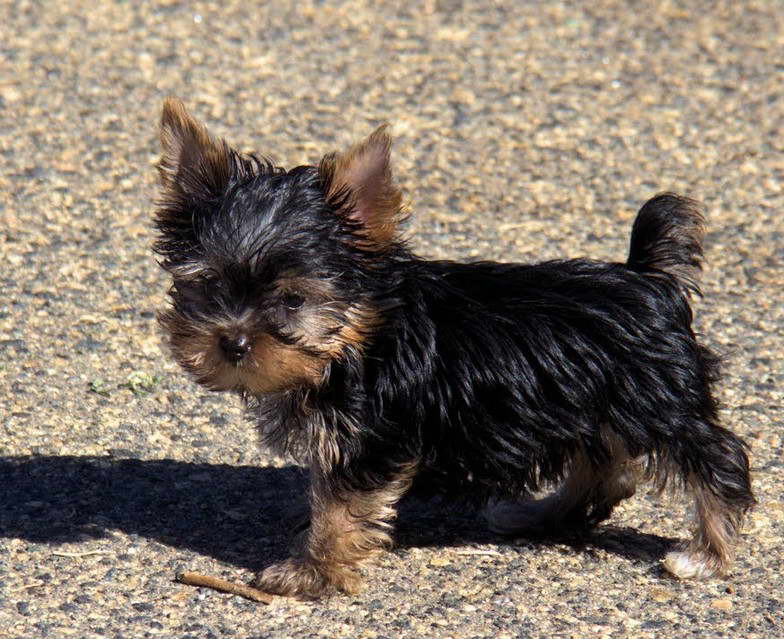 Yorkshire Terrier Male