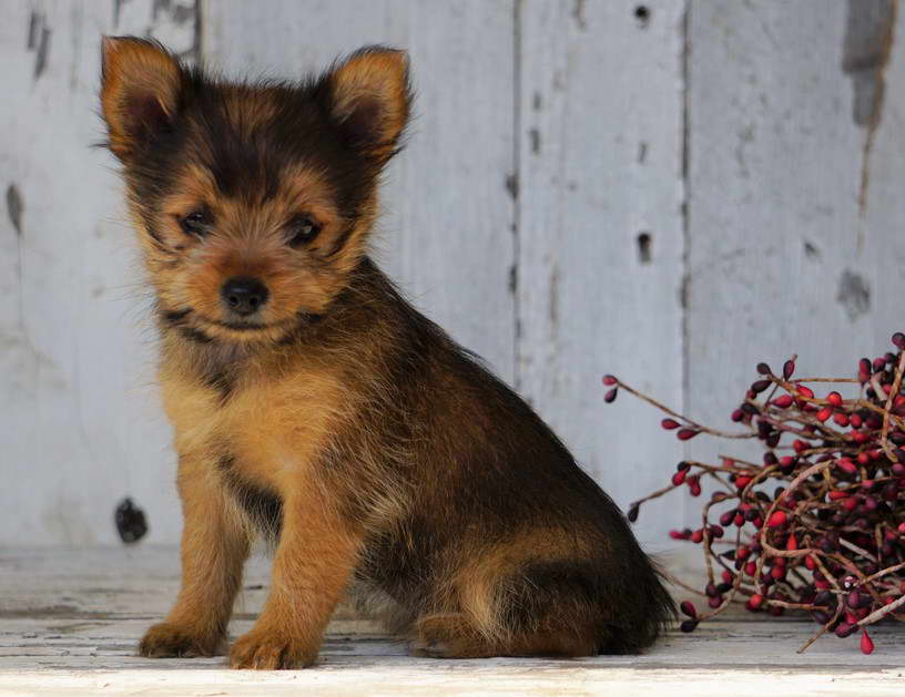 Yorkshire Terrier Pomeranian Mix