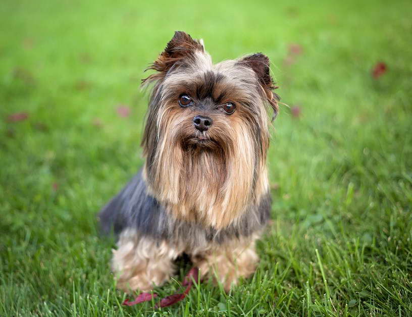 yorkshire terrier shed