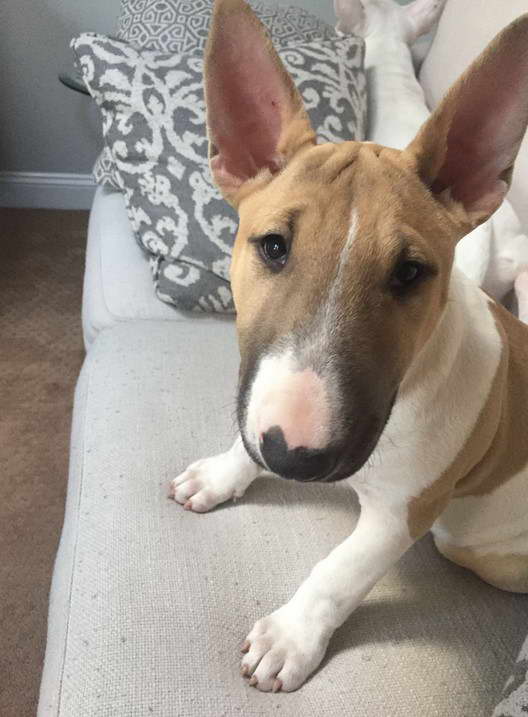 Miniature Bull Terrier For Sale in Texas