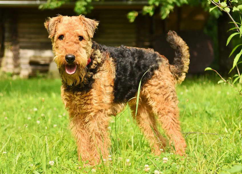 Airedale Terrier For Sale Near Me