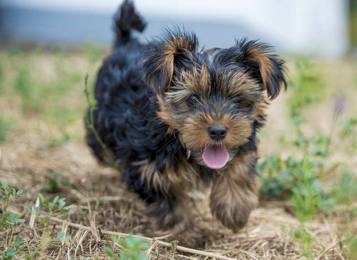 Airedale Terrier German Shepherd Mix