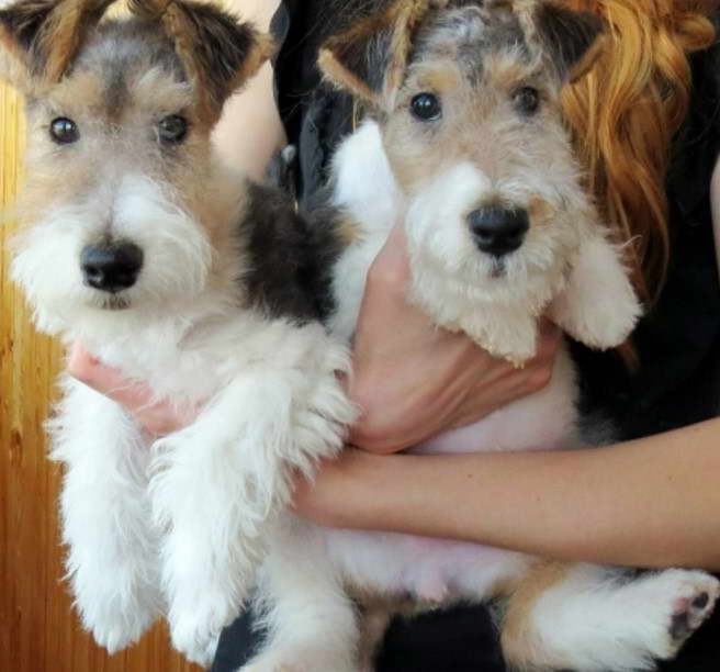 Akc Wire Fox Terrier Puppies For Sale