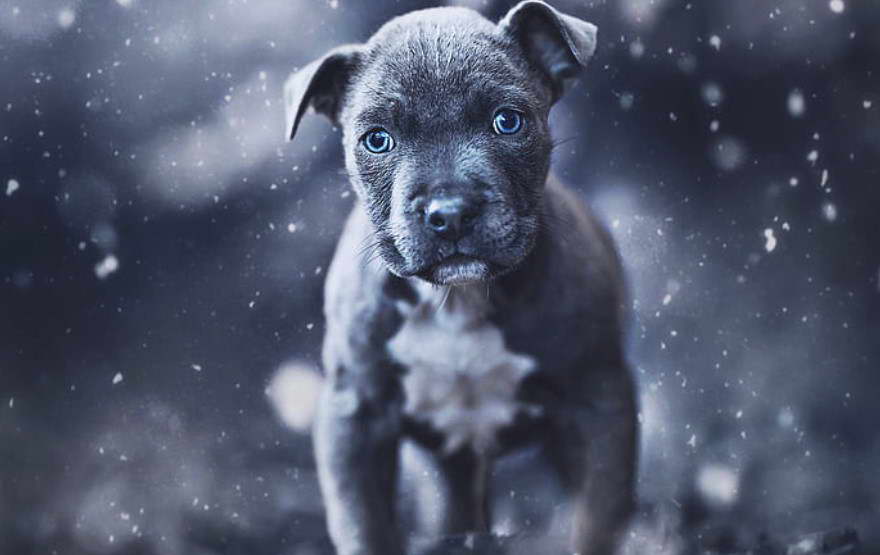 American Pit Bull Terrier Colors Blue