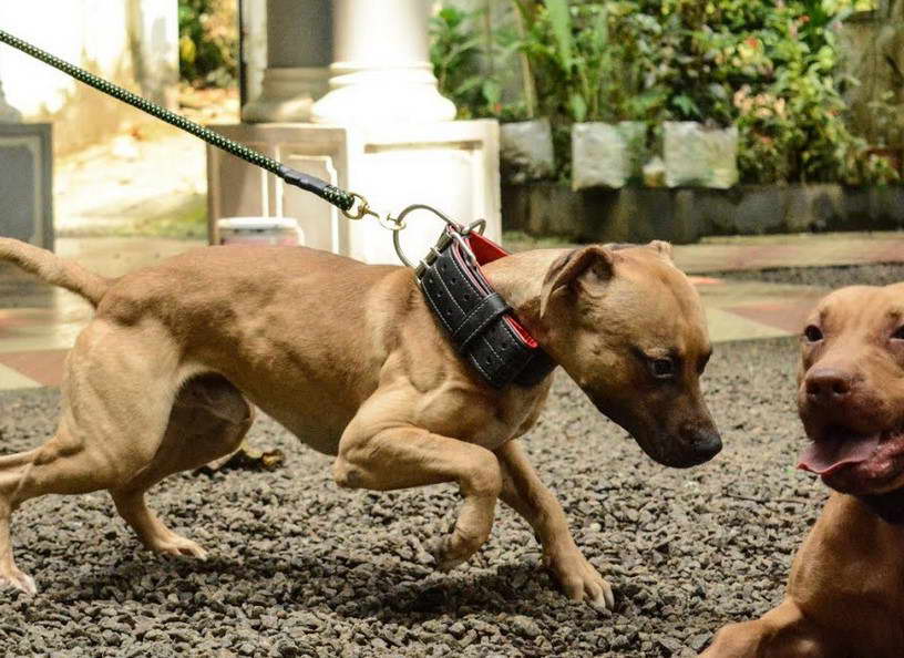 American Pitbull Terrier Kennels