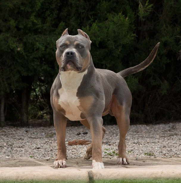 American Pitbull Terrier XL