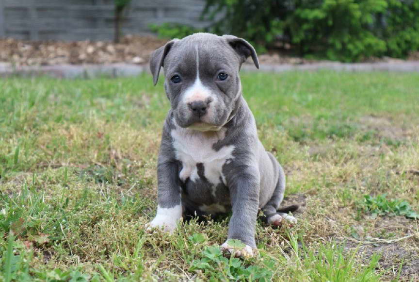 American Staffordshire Terrier Cost