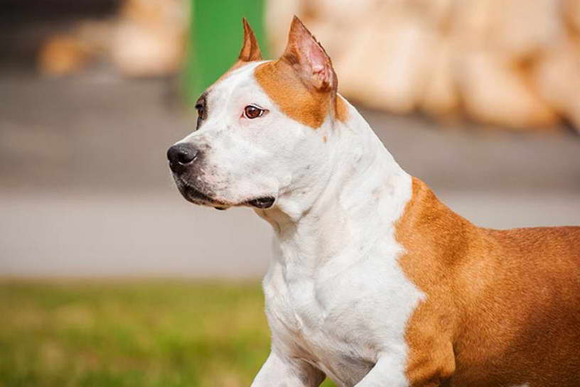 American Staffordshire Terrier Images