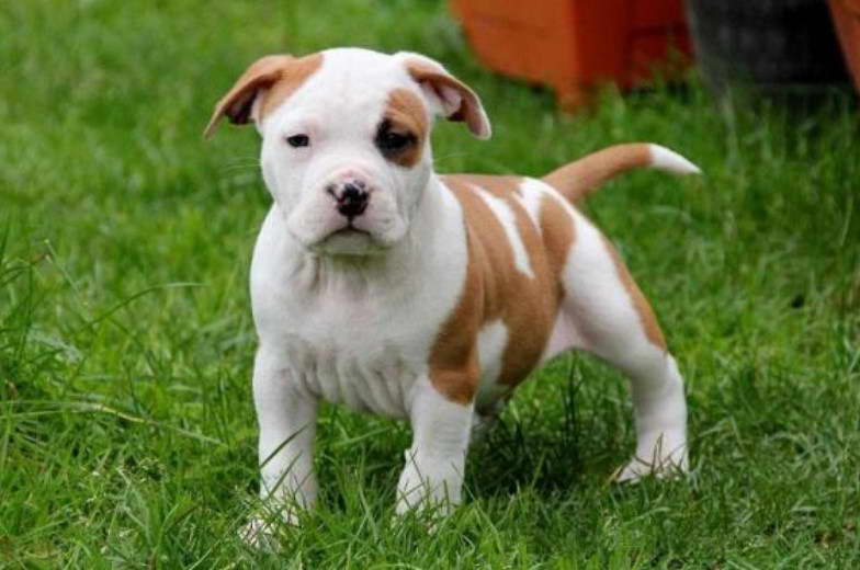 American Staffordshire Terrier Puppies For Sale in California