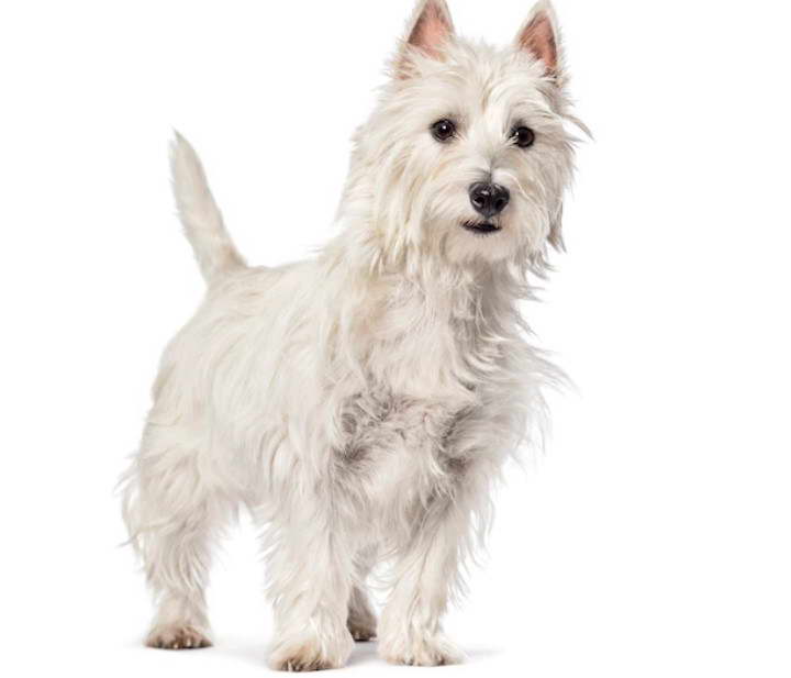 Australian Terrier White