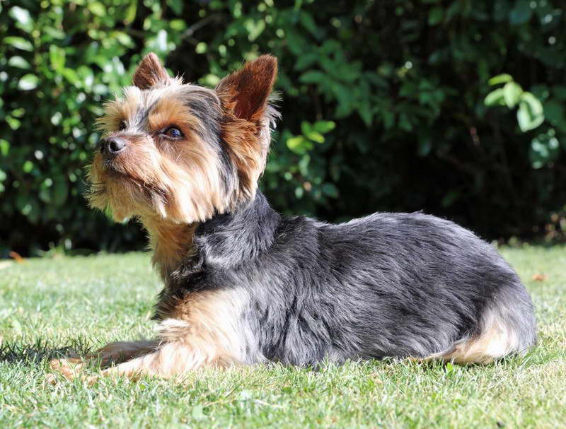 Australian Yorkshire Terrier