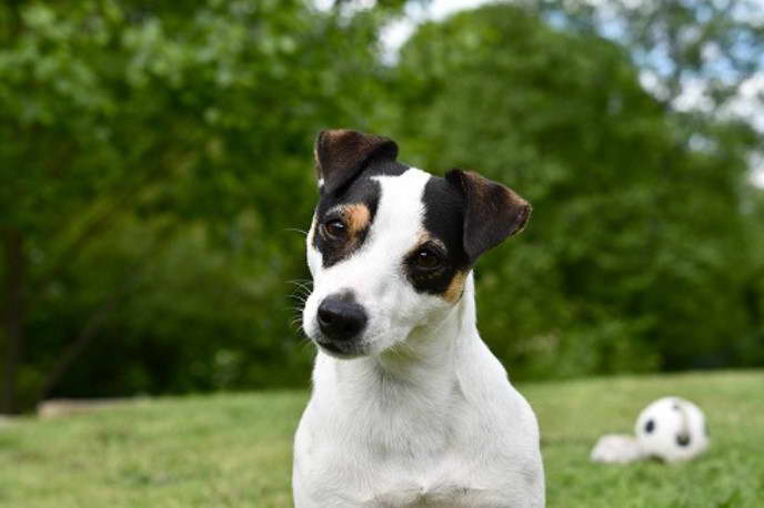 Average Lifespan Of a Jack Russell Terrier