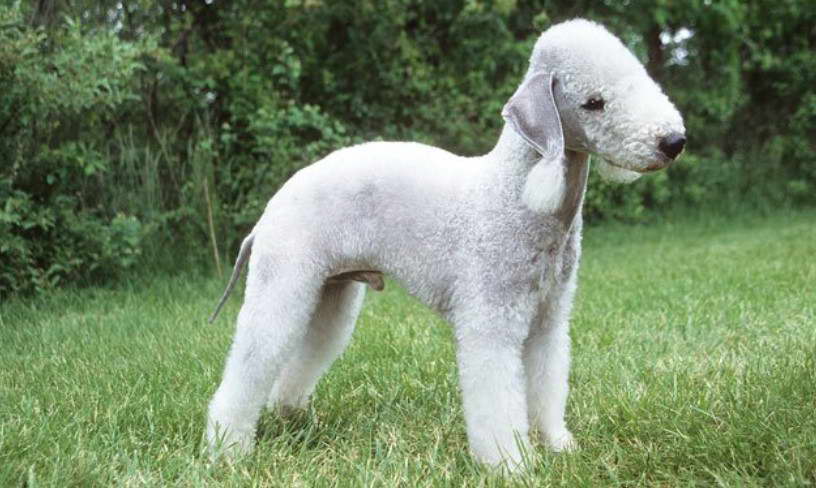 Bedlington Terrier Breeders