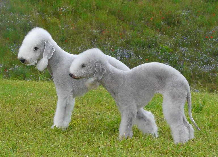 bedlington terrier puppies for sale