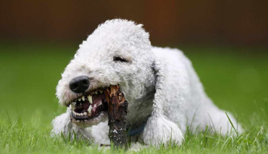 Bedlington Terrier Rescue