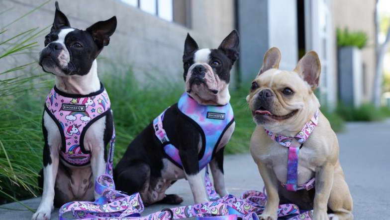 Best Harness For Boston Terrier