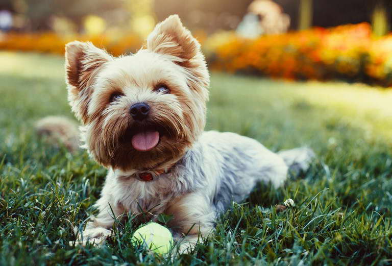 Biewer Terrier Hypoallergenic