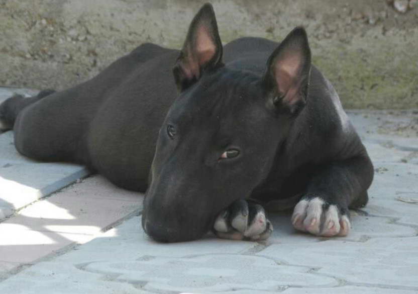 Black English Bull Terrier