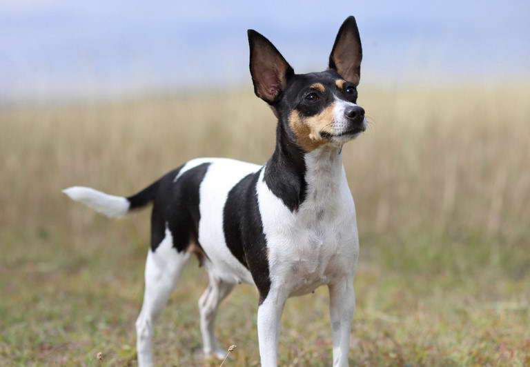 Black Fox Terrier