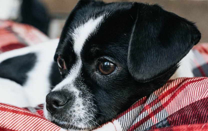 Black Jack Russell Terrier Chihuahua Mix