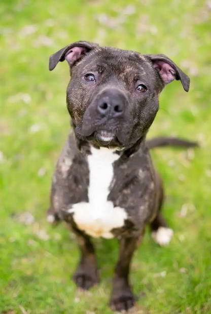 Black Pitbull Terrier Mix