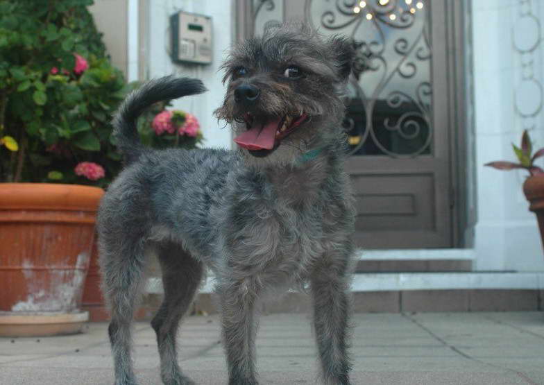 Black Wire Haired Terrier