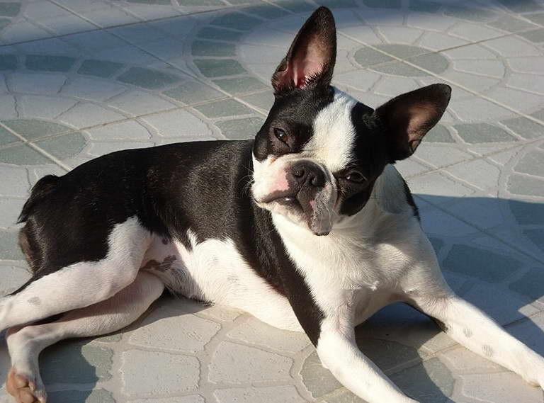 Blue Boston Terrier Price