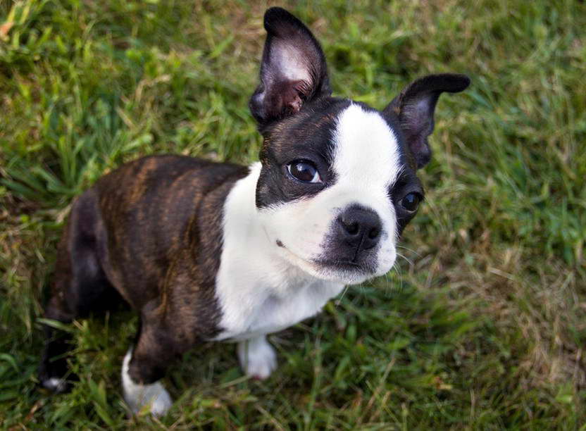 Blue Merle Boston Terrier