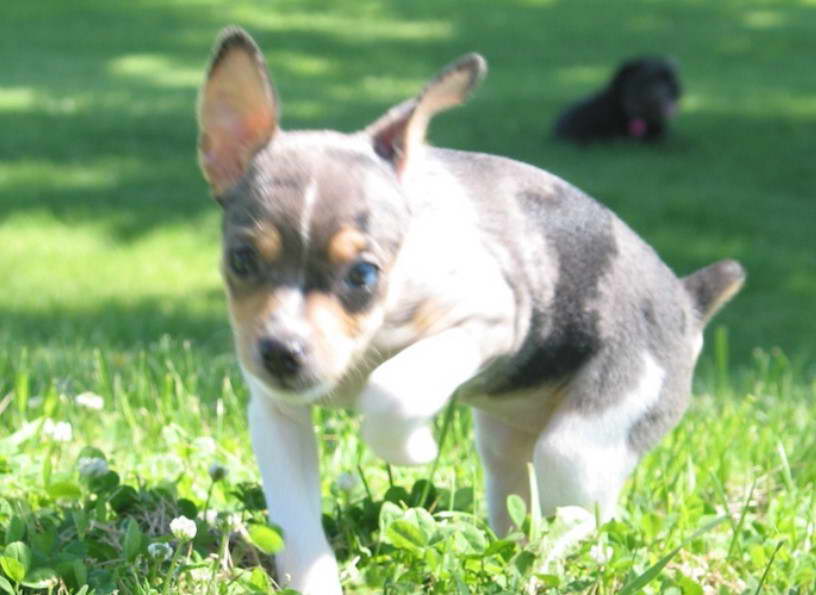 Blue Merle Rat Terrier