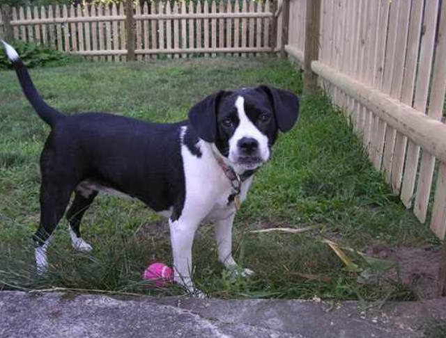 Boglen Terrier Puppies