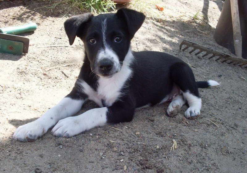 Border Collie And Terrier Mix