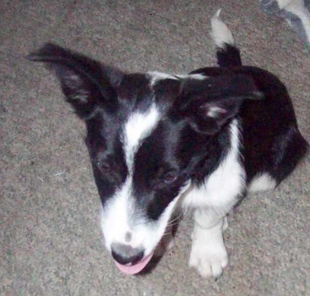 Border Collie Fox Terrier Mix