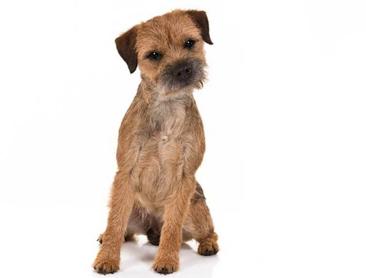 Border Terrier Colours