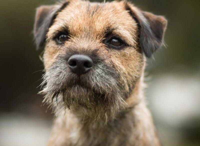 Border Terrier Dachshund Mix