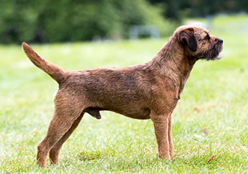 Border Terrier Images