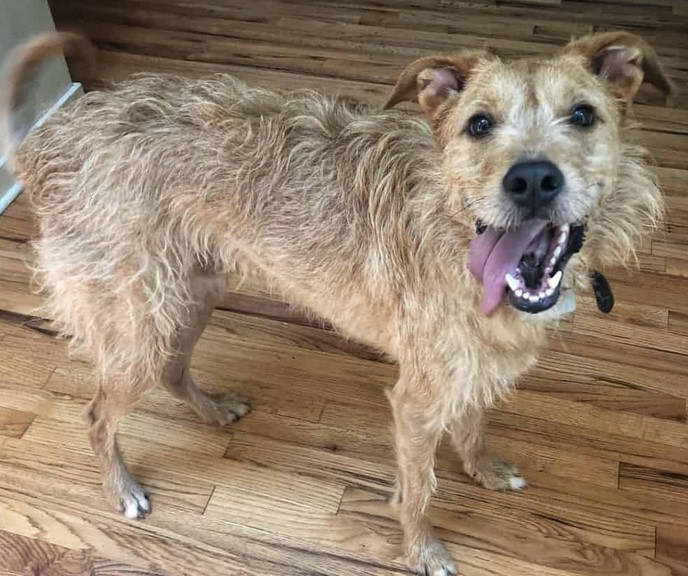 Border Terrier Lab Mix