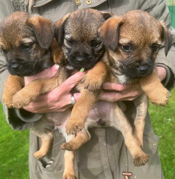 Border Terrier Puppies For Adoption