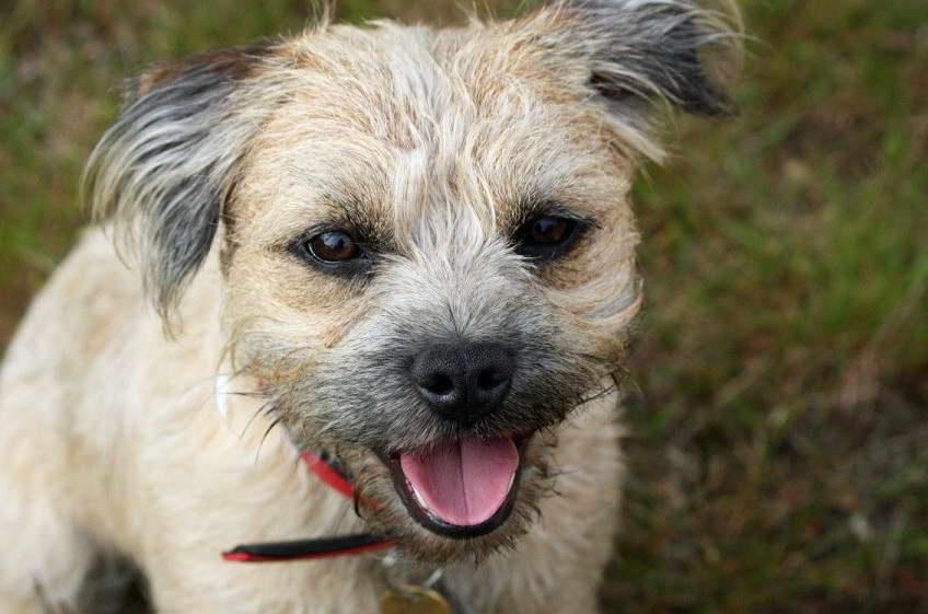 Border Terrier Shed