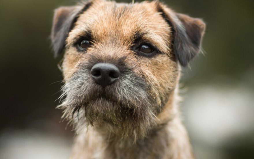 Border Terrier Yorkie Mix