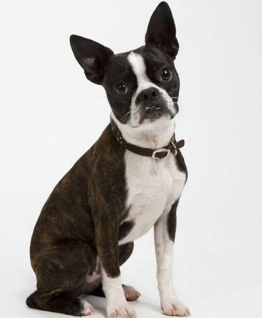 Boston Terrier And Jack Russell Mix