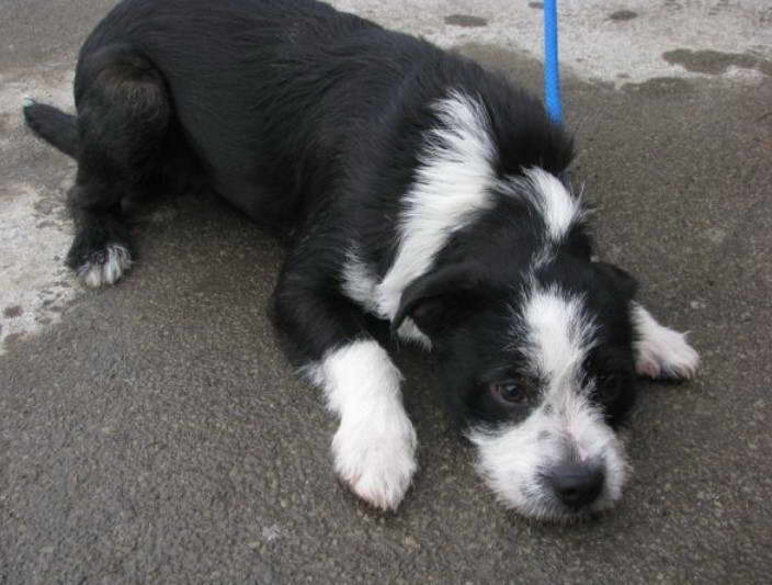 Boston Terrier And Poodle Mix