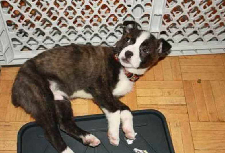 Boston Terrier Aussie Mix